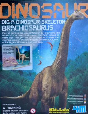Brachiosaurus skelet