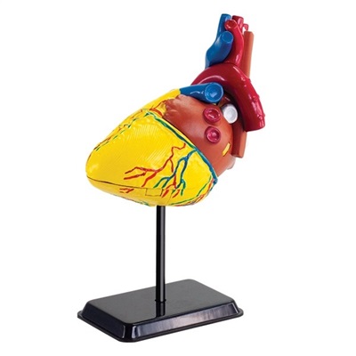 Model af hjertets anatomi